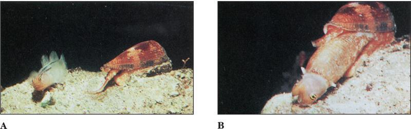 Gastropod Feeding Habits Snails in the genus Conus feed on fish, worms, and molluscs.