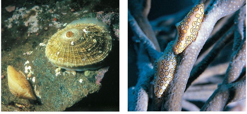 Major Groups of Gastropods Prosobranchia includes most marine snails and some freshwater and terrestrial