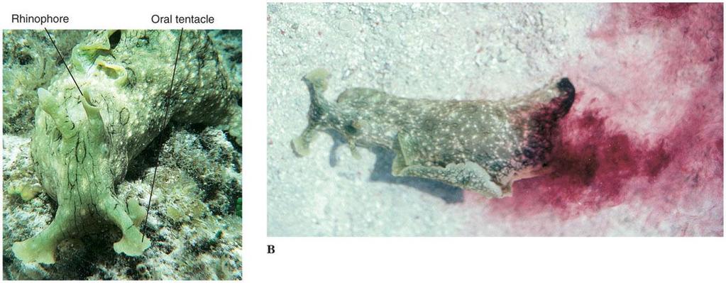 Major Groups of Gastropods Opisthobranchia includes sea slugs, sea hares, sea