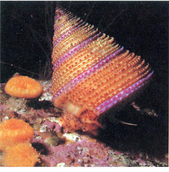 Some gastropods and bivalves inhabit