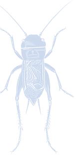 L E S S O N 6 Bug Parts Bingo Words Abdomen the last of the three body regions or the tail section. Antennae the pair made of the left antenna and the right antenna (pl.