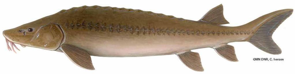 Assessment Options 1 Have students draw a picture of a lake sturgeon s migratory route, including the following: major stages of the life cycle (egg, sac larva, larva, juvenile, subadult, adult) the