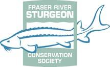 FRASER RIVER STURGEON CONSERVATION SOCIETY BACKGROUNDER RE: RESULTS OF 5-YEAR LOWER FRASER RIVER WHITE STURGEON MONITORING AND ASSESSMENT PROGRAM A 5-year study of the population and distribution of