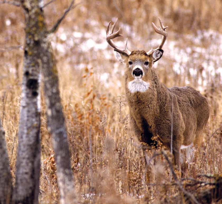 Making Sense of Selective Buck Harvest Once you achieve great buck age structure, harvesting only the highest-scoring middle-agers and leaving the others can lead to high-grading.