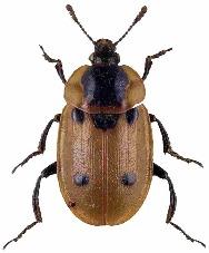 Key to British Silphidae ( Burying beetles and