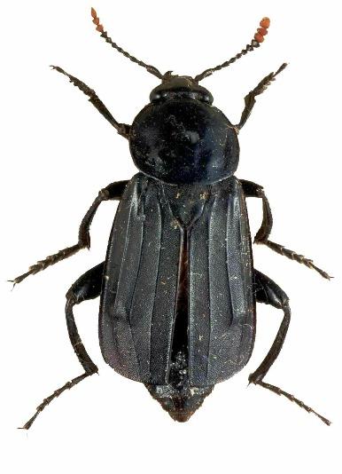 Species accounts The majority of Silphidae are associated with carrion. Feeding habits are only mentioned when this is not the case.