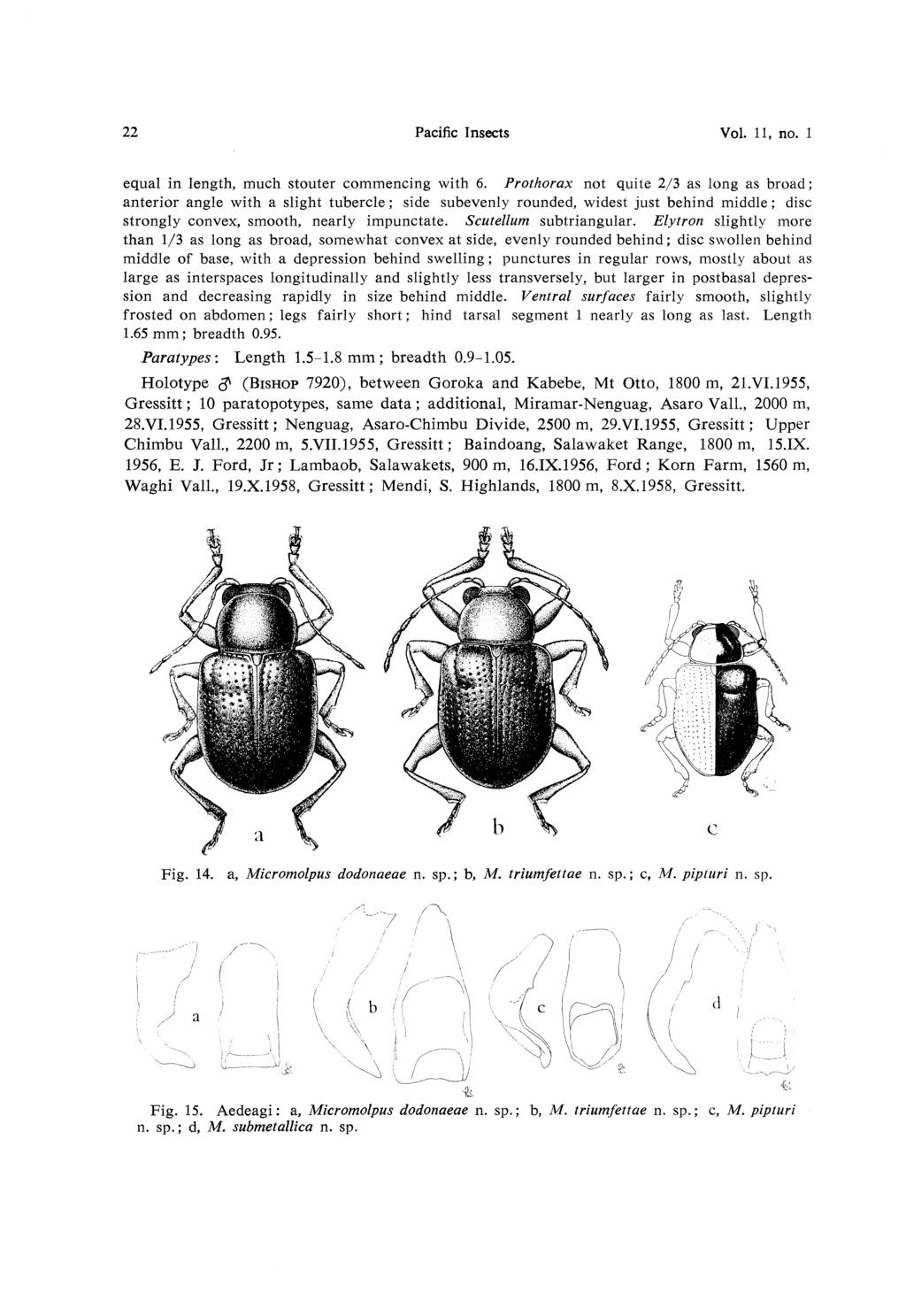 22 Pacific Insects Vol. ll, no. 1 equal in length, much stouter commencing with 6.