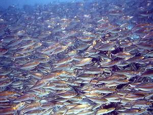 Forage fish are important The largest fisheries in the world Provide 50%