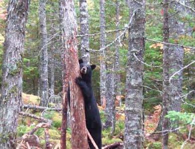 Nova Scotia s 2007 Black Bear Harvest Jenn Madden Bear harvest numbers are calculated using information obtained from the annual harvest report forms that you, the hunters and furharvesters of Nova