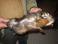 Trappers are not required to turn in any otter carcasses to DNR or have pelts stamped prior to shipping this year.