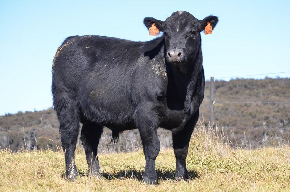 This son of El Grando is out of a much less extreme cow. The main improvement is that he is a calving ease bull. El Grando is not.
