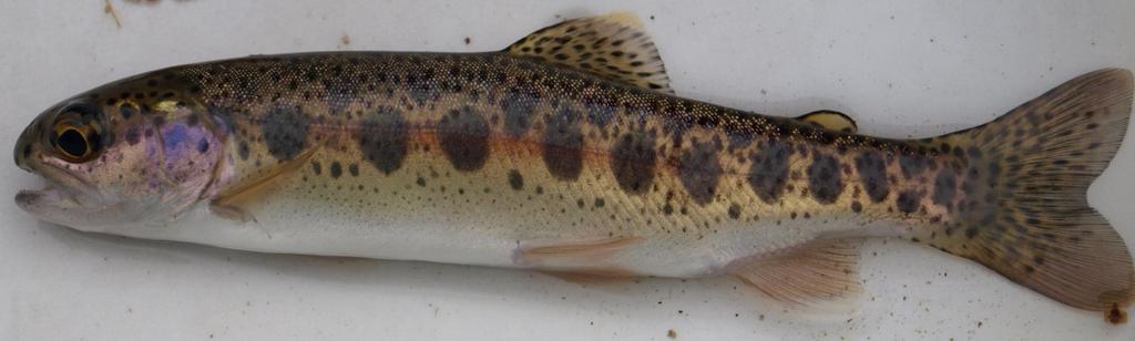 Why study redband trout?