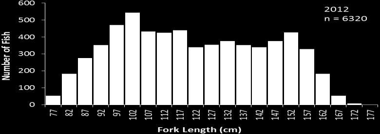 Frequency Comulatife (%) IOTC 2013 WPTT15 20 100 L 50 = 113.23 cm 75 50 25 0 Observasi Estimasi 82 92 102 112 122 132 142 152 162 172 182 192 Fork Length (cm) Figure 9.