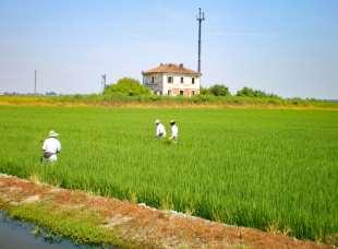 Day 5: Casale Monferrato Alessandria 40 km Along the final rice fields on the river Po you leave Casale.
