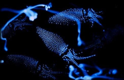 Cephalopod protection Photophores- light production by biochemical