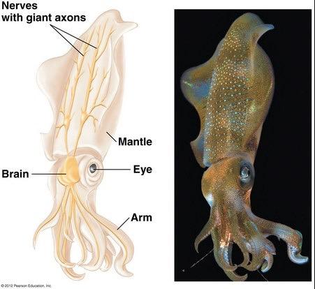 Squid giant axon: providing clues to nerve cell repair Giant axon up to 1mm in diameter Model for nerve cell repair Inject membrane