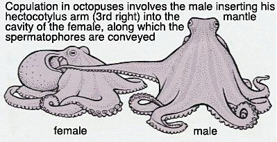 Cephalopod Reproduction No known hermaphrodites