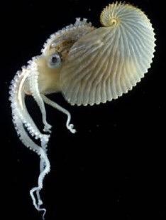 Paper Nautilus: Argonauta Pelagic octopus