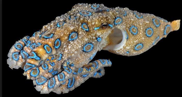 Blue-ringed octopus Genus Hapalochlaena Tide pools and coral reefs in Indian and Pacific Oceans Use