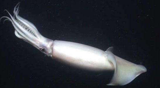Humboldt squid migration