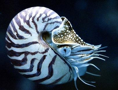 Cephalopod Morphology
