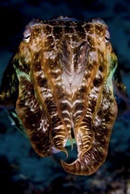 Cephalopod ecology Strictly marine, none can tolerate freshwater Occupy most depths of ocean-