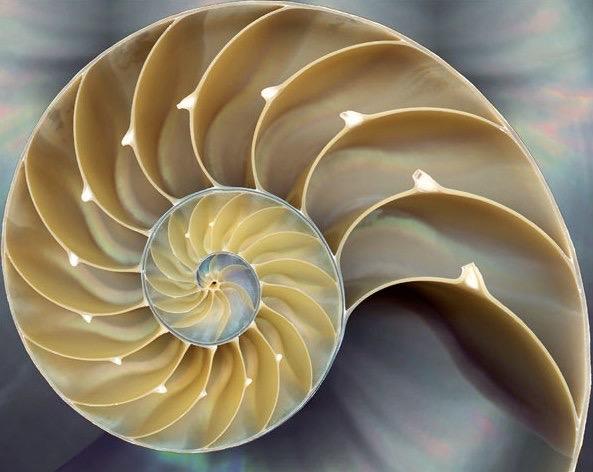 Cephalopod Shells Nautilus possess a true external shell Hypostracum,