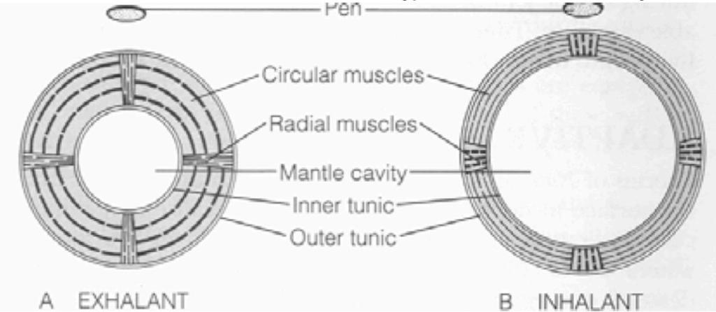 Jet Propulsion Circular and radial muscles Contraction of circular