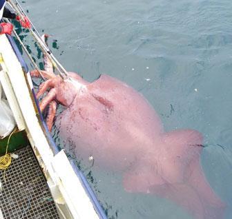 Up to 46 Feet Largest known Invertebrate http://photos.