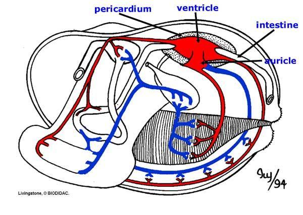 Circulatory System Open circulatory system Small coeloms surround heart and gonads Hemocyanin as