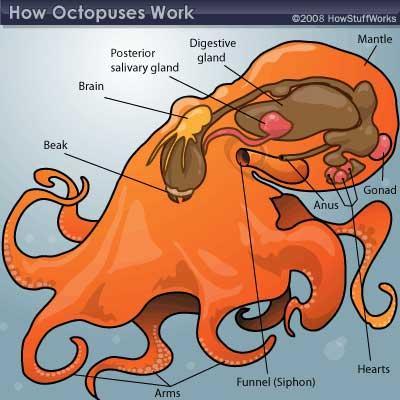 Digestive System Most Mollusks have a radula Cephalopods have a