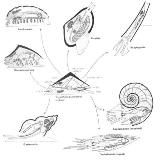 Locomotive/Musculature All molluscs have a muscular foot In chitins, foot acts as a suction cup In bivalves foot is modified into a burrowing organ In cephalopods foot in used in jet propulsion