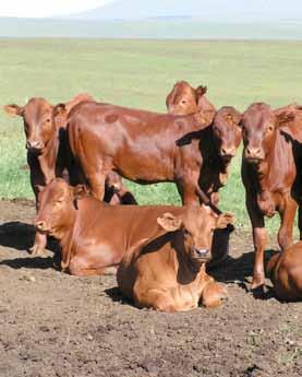 Selected bull power Bonsmara bulls are subjected to phase C and/or D growth tests in large numbers.