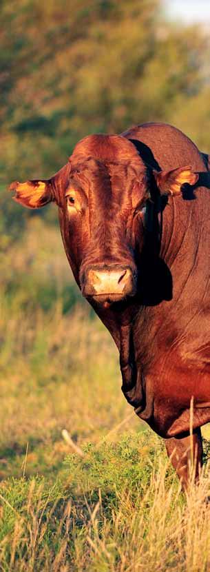 50 Reasons why you should breed with Bonsmaras The breed 1 Red Cattle 2 Good adaptability 3 Tick resistance 4 Heat resistance 5 Ideal mother breed for Commercial breeders 6 Good re-conception 7 Old