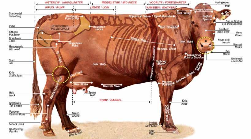COW CONFORMATION GUIDE