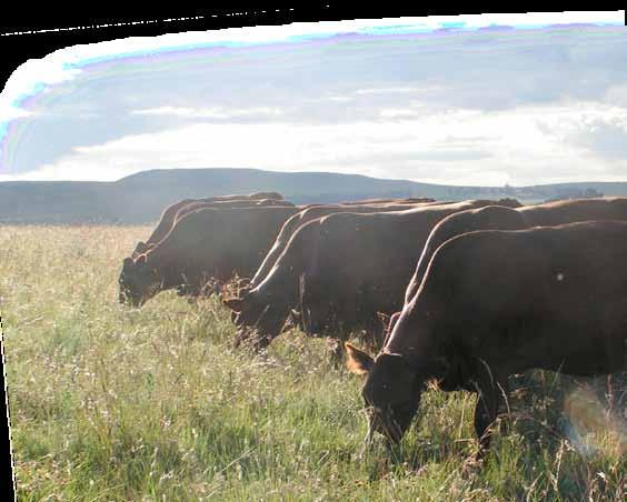 The role of Bonsmara The development and implementation of the Bonsmara System over many years, has scientifically moulded the breed to become the benchmark in breeding.
