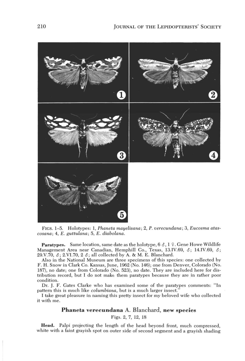 210 JOURNAL OF THE LEPIDOPTERISTS' SOCIETY FIGS. 1-5. Holotypes: 1, Phaneta mayelisana; 2, P. verecundana; 3, Eucosma atascosana; 4, E. guttulana; 5, E. diabolana. Paralypes.