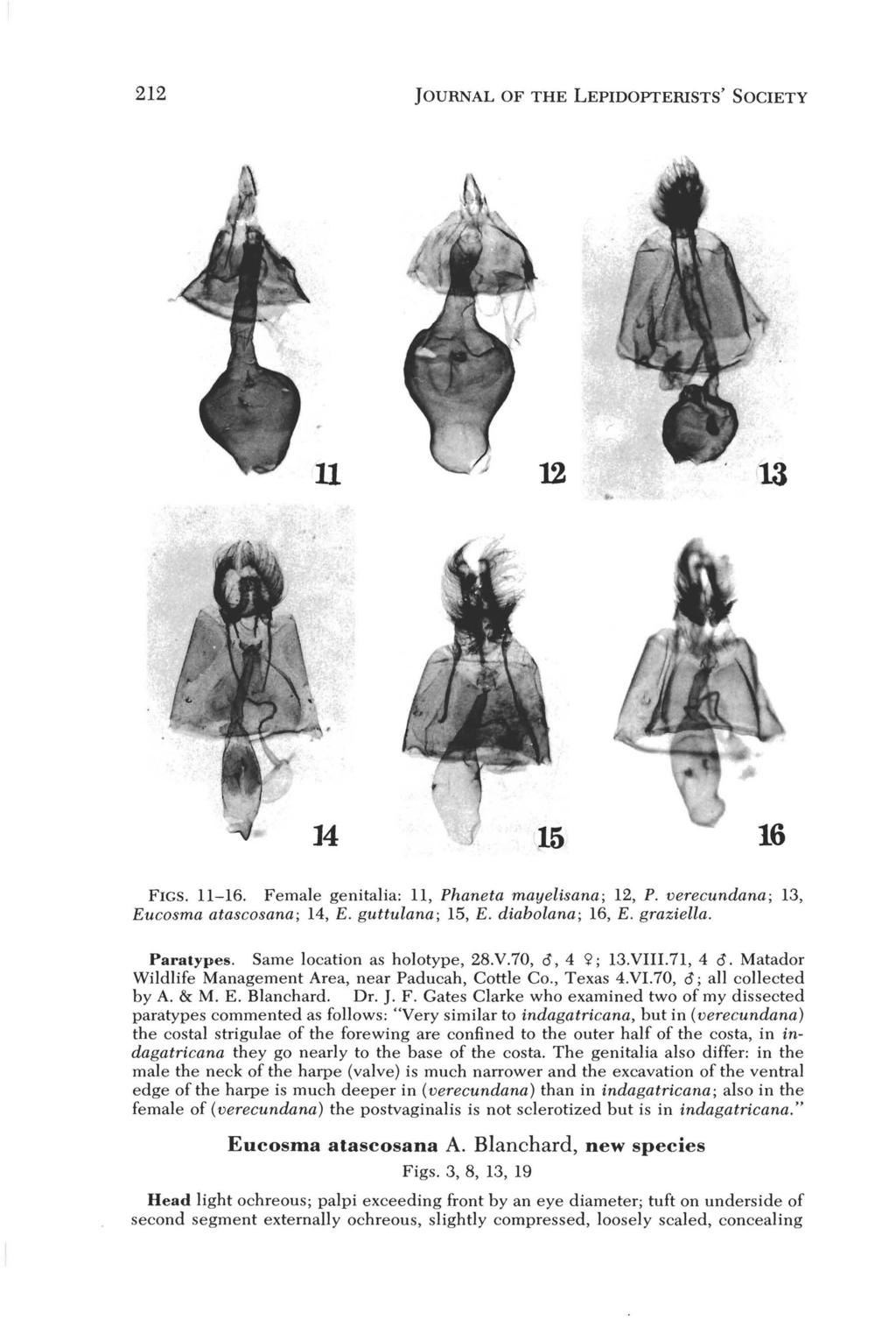 212 JOURNAL OF THE LEPIDOPTERISTS' SOCIETY II 12.. FIGS. 11-16. Female genitalia: 11, Phaneta mayelisana; 12, P. verecundana; 13, Eucosma atascosana; 14, E. guttulana; 15, E. diabolana; 16, E.