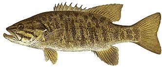 Regulations Scavenger Hunt Grade Level(s): 3-6 Time: 20 25 minutes Group Size: 10-25 Setting: Indoors (gym)/outdoors Summary It is important to be able to identify fish in order to determine if they