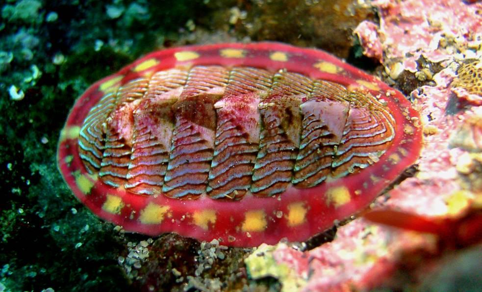 Class Polyplacophora (Chitons) -Marine mollusks that have oval bodies with eight overlapping dorsal calcareous plates -Body is not