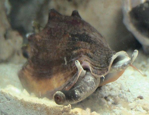Gastropods Photo Credit for Florida