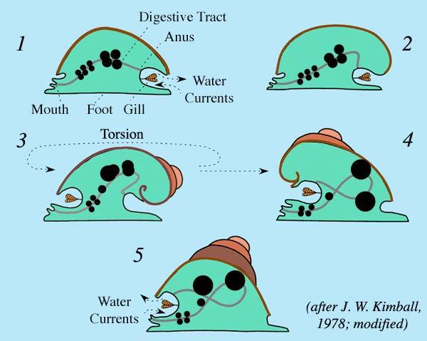 Torsion : prosobranchs Happens during larval stage Torsion may have benefits - increased water current - allowing