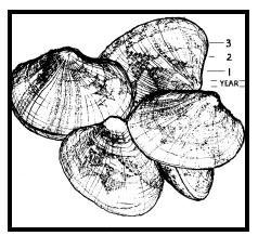 Manila clam culture sexual maturity is generally attained when the clams about 20 mm.