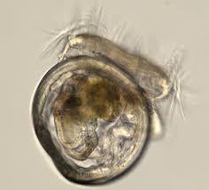 Mollusk Reproduction Most mollusks have distinct male and female