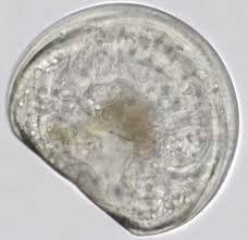 embryos develop through spiral cleavage -Trochophores: Free-swimming