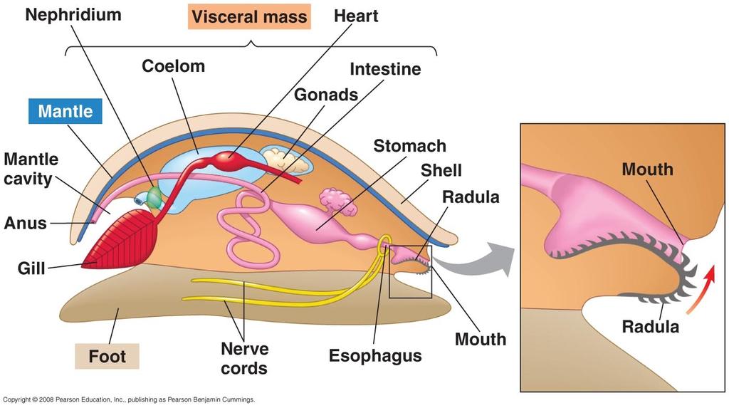 Head = Eyes, Mouth ( Radula rasping sucking tongue) and Tentacles Visceral Mass = Mantle which