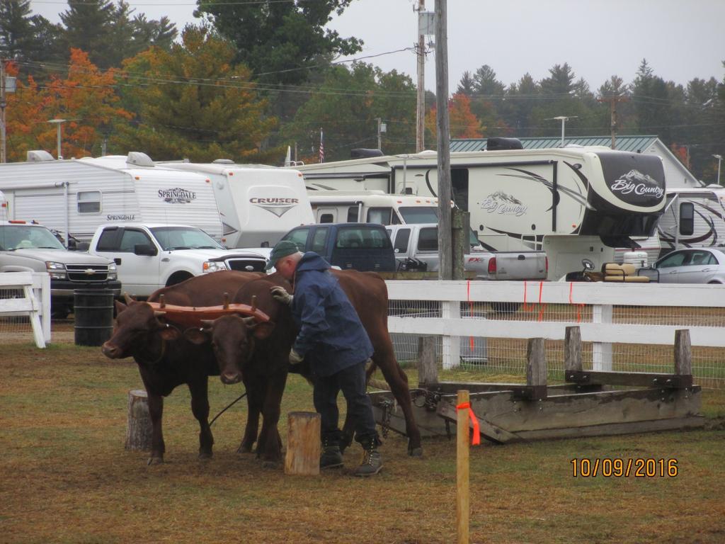 The tradition of steer and oxen coming to the fairs came about as the teamsters joined together in the late summer and fall