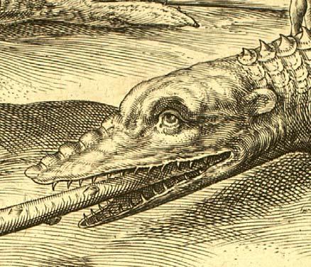 Alligator Hunt True: It probably is true that the Timucuas hunted alligators.