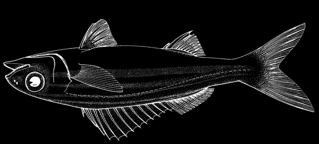 1546 Bony Fishes Haemulon striatum (Linnaeus, 1758) Frequent synonyms / misidentifications: Bathystoma striatum (Jordan and Evermann, 1896) / Haemulon boschmae (Metzelaar, 1919); Haemulon