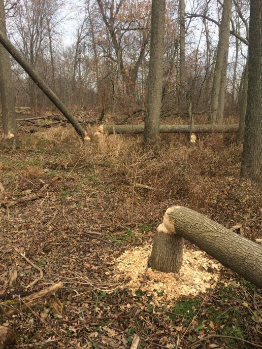 Beavers are at work at Fifty Point: There has been